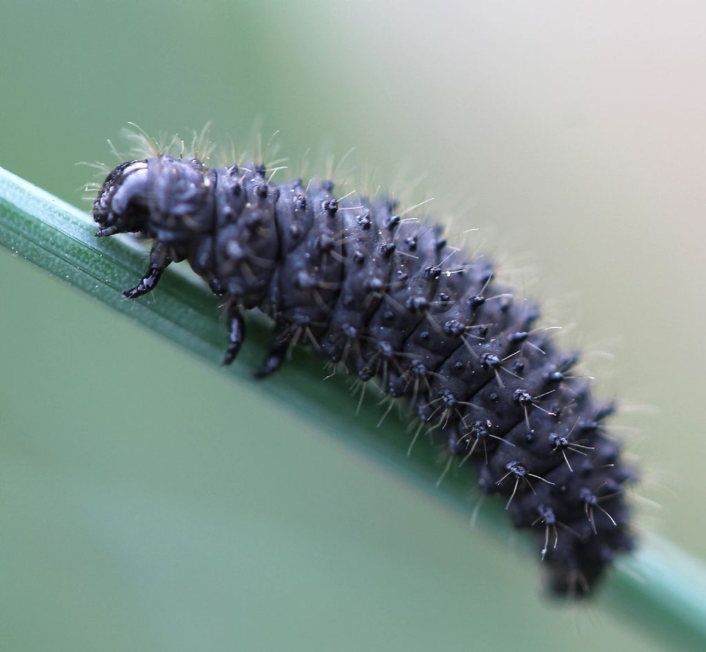 Bruco....? Larva di Chrysomelidae (Galeruca?)